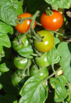 Сlipart Tomato Vegetable Garden Tomato Plant Plant Vegetable photo  BillionPhotos