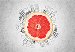 Сlipart Grapefruit Citrus Fruit Fruit Cross Section White   BillionPhotos