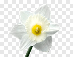 Сlipart Daffodil Single Flower Flower Single Object Yellow photo cut out BillionPhotos
