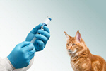 Сlipart cat vaccine injection adult animal   BillionPhotos