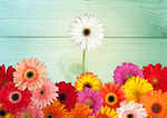 Сlipart Standing Out From The Crowd Individuality Flower Daisy Gerbera Daisy   BillionPhotos