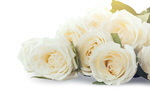 Сlipart Wedding Flower Rose Bouquet White   BillionPhotos
