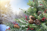 Сlipart Christmas Frame Winter Snow Pine Cone   BillionPhotos