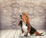 Сlipart Basset Hound Dog Hound Sadness Animal   BillionPhotos