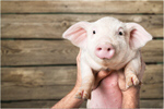 Сlipart farm piglet pig smile snout   BillionPhotos