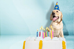 Сlipart adorable amusing animal background birthday   BillionPhotos