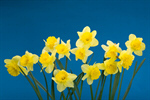 Сlipart Daffodil Easter Isolated Flower Winter Narcissus photo  BillionPhotos
