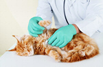 Сlipart sick cat pet care vet isolated   BillionPhotos