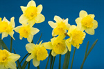 Сlipart Daffodil Easter Isolated Flower Winter Narcissus photo  BillionPhotos