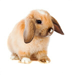 Сlipart Rabbit Animal Pets Cute Isolated photo  BillionPhotos