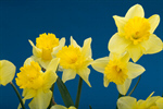 Сlipart Daffodil Easter Isolated Flower Winter Narcissus photo  BillionPhotos