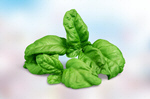 Сlipart basil italian spice white agriculture   BillionPhotos