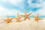 Сlipart starfish ocean beach 2014 tourism   BillionPhotos
