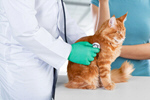 Сlipart vet veterinarian cat pet care   BillionPhotos