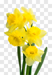 Сlipart Flower Daffodil Spring Isolated Yellow photo cut out BillionPhotos