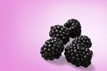 Сlipart blackberry fruit background berry black   BillionPhotos
