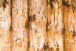 Сlipart wood board grain oak rough photo  BillionPhotos