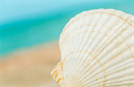 Сlipart beach sand background shell caribbean photo  BillionPhotos