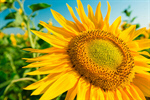 Сlipart Sunflower Flower Field Agriculture Summer photo  BillionPhotos