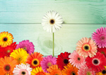 Сlipart Standing Out From The Crowd Individuality Flower Daisy Gerbera Daisy   BillionPhotos