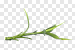 Сlipart Bamboo Leaf Bamboo Leaf Green Isolated photo cut out BillionPhotos