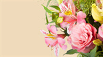 Сlipart Bouquet Flower Arrangement Flower Rose Spring   BillionPhotos