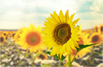 Сlipart sunflower agriculture background beauty bio   BillionPhotos