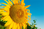 Сlipart Sunflower Flower Field Agriculture Summer photo  BillionPhotos