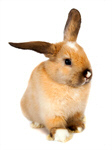 Сlipart Rabbit Pets Animal Cute Isolated photo  BillionPhotos