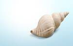 Сlipart conch white background pattern design   BillionPhotos