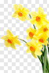 Сlipart Daffodil Flower Spring Isolated Plant photo cut out BillionPhotos
