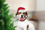 Сlipart christmas dog holiday hat jack   BillionPhotos