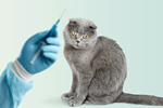 Сlipart cat vaccine adult animal animal clinic   BillionPhotos