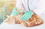 Сlipart vet veterinarian cat pet kitten   BillionPhotos