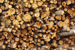 Сlipart Timber Wood Log Firewood Tree photo  BillionPhotos