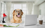 Сlipart computer dog adorable animal background   BillionPhotos
