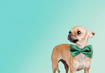 Сlipart dog bowtie green background 17   BillionPhotos
