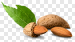 Сlipart Almond Nutshell Isolated Green Pod photo cut out BillionPhotos