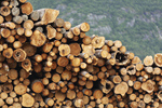 Сlipart Timber Wood Log Firewood Tree photo  BillionPhotos