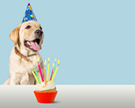 Сlipart adorable amusing animal background birthday   BillionPhotos