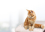 Сlipart cat crouch alert animal anxious   BillionPhotos