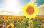 Сlipart sunflower agriculture background beauty bio   BillionPhotos
