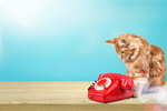 Сlipart contact retro cat poster phone   BillionPhotos