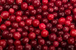 Сlipart Cranberry Red Fruit Berry Fruit Nature photo  BillionPhotos