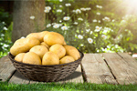 Сlipart a lot of a lot of potatoes basket box dishes   BillionPhotos