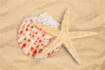 Сlipart Shells Sand Starfish Beach Isolated   BillionPhotos
