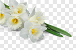 Сlipart Daffodil Flower Bouquet April Backgrounds photo cut out BillionPhotos