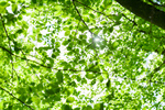 Сlipart Tree Forest Nature Environment Green photo  BillionPhotos