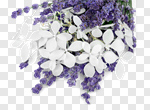 Сlipart flowers bunch white apothecary isolated photo cut out BillionPhotos