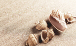 Сlipart sand beach sea shell summer   BillionPhotos